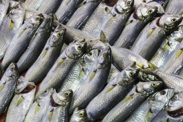 Obraz premium Fresh fish at the seafood market