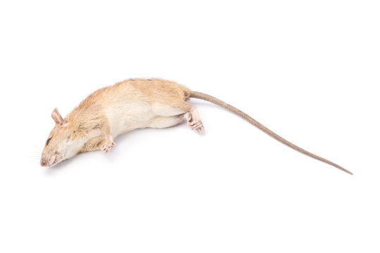 Dead rat Isolated on White Background