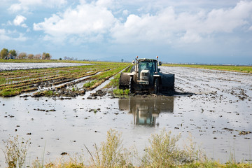 Rice Production_17