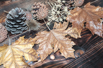 Dried leaves, prickle, pine cone on scorched dark planks
