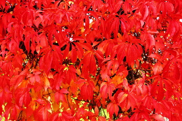 roter Wilder Wein im Herbst Struktur
