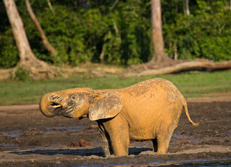 Forest elephant drinking water from a source of water. Central African Republic. Republic of Congo. Dzanga-Sangha Special Reserve.  An excellent illustration.