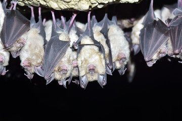 Group of Greater horseshoe bat (Rhinolophus ferrumequinum)