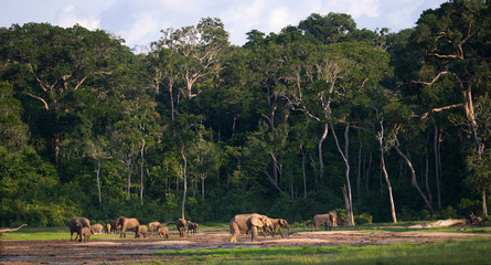 Naklejka premium Group of forest elephants in the forest edge. Republic of Congo. Dzanga-Sangha Special Reserve. Central African Republic. An excellent illustration.