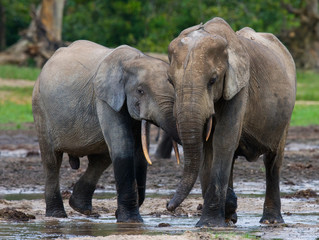 Forest elephants playing with each other. Central African Republic. Republic of Congo. Dzanga-Sangha Special Reserve. An excellent illustration.