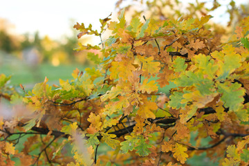 Fototapeta na wymiar Oak leaves in autumn park
