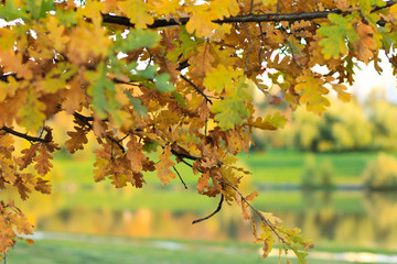 Obraz premium Oak leaves in autumn park