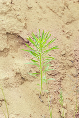 Green plant in sand