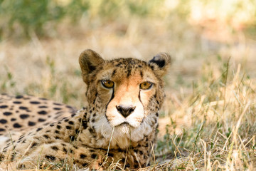 Wild Cheetah In Africa Savanna