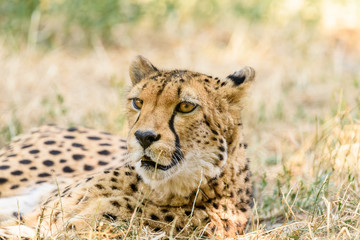 Wild Cheetah In Africa Savanna