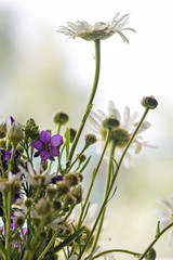 Summer bouquet with chamomile flowers