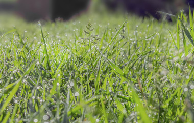 Green grass in dew