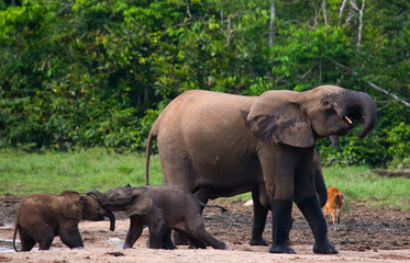 Group of forest elephants in the forest edge. Republic of Congo. Dzanga-Sangha Special Reserve. Central African Republic. An excellent illustration.