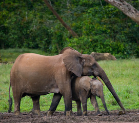 Fototapeta premium Female elephant with a baby. Central African Republic. Republic of Congo. Dzanga-Sangha Special Reserve. An excellent illustration.