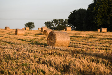 Snopy zboża na polu © Kozioł Kamila