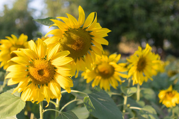 Obraz premium sunflower field