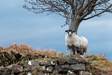 Single watchful white sheep standing on the rocks