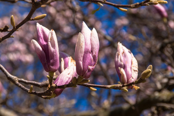 Magnolienblüten kurz vor dem aufblühen - Magnolia