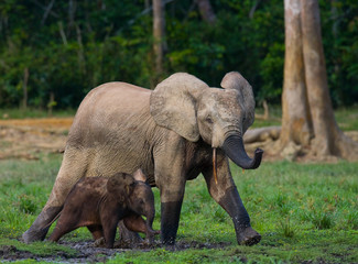 Fototapeta na wymiar Female elephant with a baby. Central African Republic. Republic of Congo. Dzanga-Sangha Special Reserve. An excellent illustration.