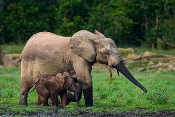 Fototapeta premium Female elephant with a baby. Central African Republic. Republic of Congo. Dzanga-Sangha Special Reserve. An excellent illustration.