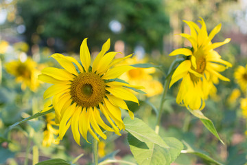 sunflowers