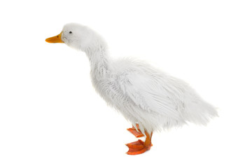 wet duck