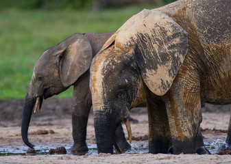 Fototapeta premium Female elephant with a baby. Central African Republic. Republic of Congo. Dzanga-Sangha Special Reserve. An excellent illustration.