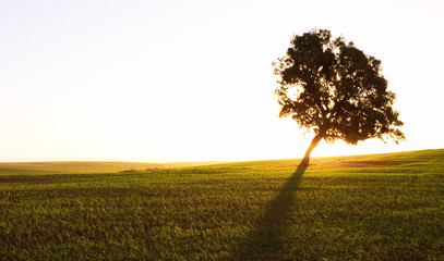 Loneliness Tree At Rural scene