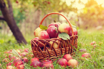 Basket with organic apples on the grass in the autumn orchard