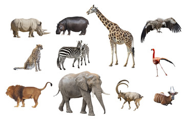 African animals isolated on a white background. Collage
