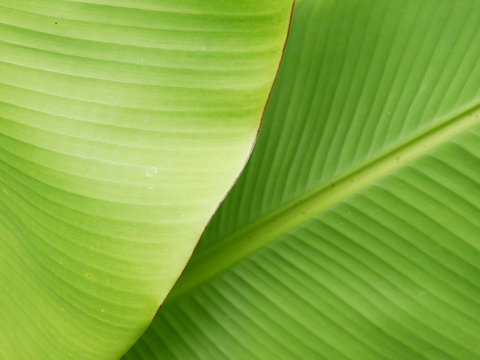 Banana Leaf Close Up