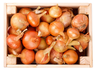 Onions in a box the isolated