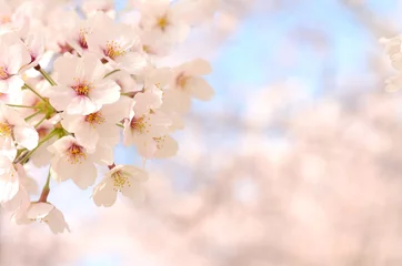 Fotobehang 桜の花　青空背景 © tamayura39