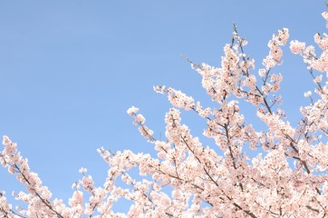 桜の花　青空背景