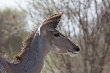 Botswana 2013