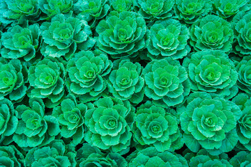 Green cabbage in the vegetable garden