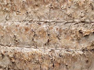 Palm tree bark texture