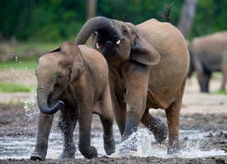 Fototapeta na wymiar Forest elephants playing with each other. Central African Republic. Republic of Congo. Dzanga-Sangha Special Reserve. An excellent illustration.