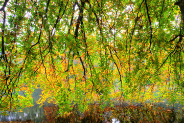 Beautiful autumn colored branch over the water in het Amsterdamse bos (Amsterdam wood) in the Netherlands. HDR