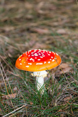 Red white spotted fly agaric, amanita, muscaria, in autumn