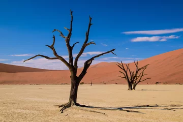 Tot Frey Totholz © gemirin