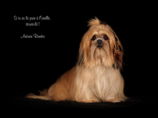 Shih-Tzu en studio sur fond noir