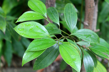 cinnamon tree