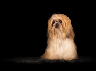 Shih-Tzu en studio sur fond noir
