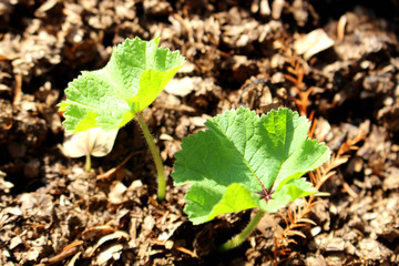 Common mallow