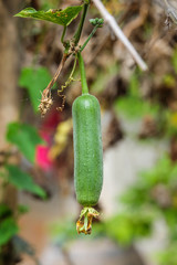 Luffa gourd plant