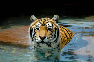 Fototapeta na wymiar Close-up of face, head and shoulders of beautiful tiger; Portrait of a beautiful tiger swimming towords the viewer