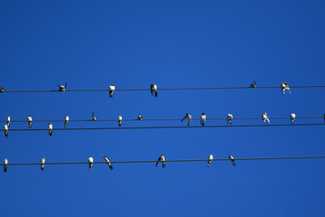 Schwalben sitzen auf Telefonleitung unter blauem Himmel