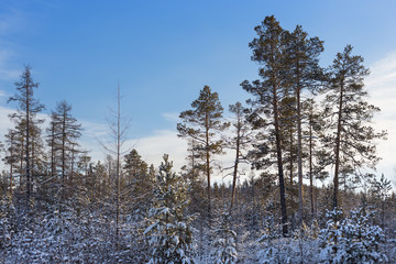 winter snow-covered forest