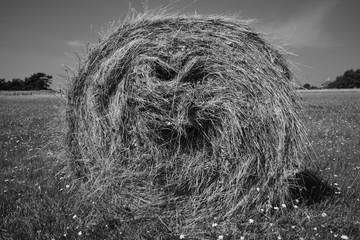 Heuballen mit einem lachenden Gesicht auf einer Wiese in schwarzweiss